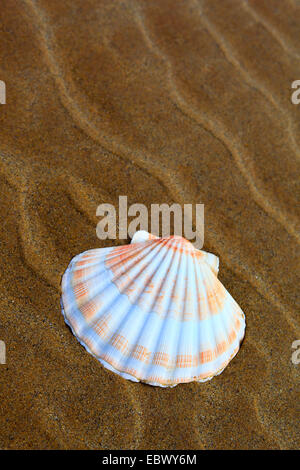 Grande smerlo, capesante comune, coquille St Jacques (Pecten maximus), sulla spiaggia di sabbia, Regno Unito, Scozia Foto Stock