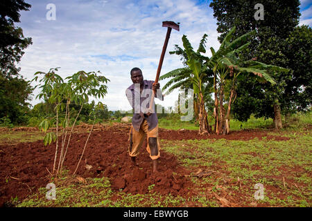 L'agricoltore è al lavoro sul suo campo fertile con un ascia, la pianta del caffè nella mano sinistra il colore di primo piano e piante di banana nella mano destra sfondo, Uganda, Jinja Foto Stock