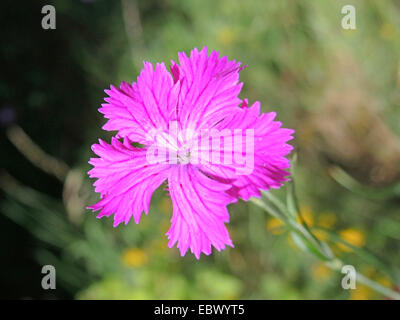 Ragged rosa (Dianthus seguieri), fiore, GERMANIA Baden-Wuerttemberg Foto Stock