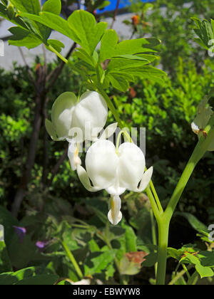 Comune di cuore di sanguinamento (Dicentra spectabilis "Alba", Dicentra spectabilis Alba, Lamprocapnos spectabilis), vlowers di cultivar Alba Foto Stock