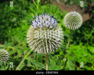 Globo russo thistle, tall globe-thistle (Echinops exaltatus), fioritura, Germania Foto Stock