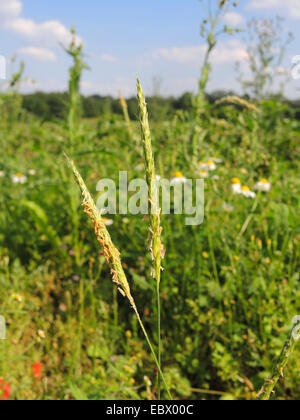 Nero twitch, sottile coda di volpe, nero-erba (Alopecurus mvosuroides), fioritura, in Germania, in Renania settentrionale-Vestfalia Foto Stock