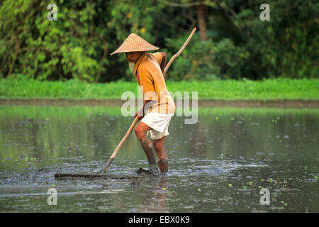 Il vecchio uomo che fa del riso tradizionale paddie agricola con cappello di paglia nei campi allagati, Indonesia Bali Foto Stock