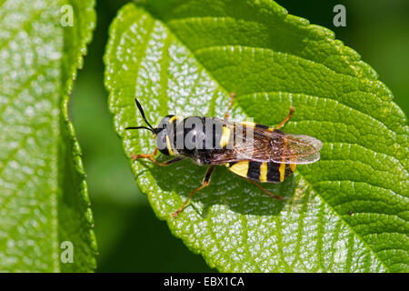 Nastrare soldato generale fly (Stratiomys potamida, Stratiomys splendens), su una foglia, Germania Foto Stock