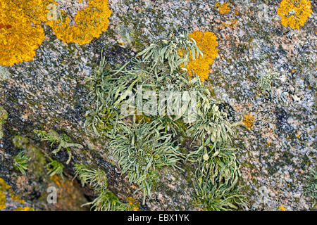 Mare avorio Ramalina (cfr siliquosa), mare avorio Lichen sulle rocce e pareti di pietra su coastland, Germania Foto Stock