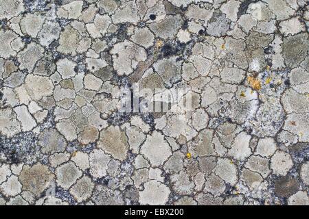 Diversi crustose lichenes su una roccia nelle Alpi, Germania Foto Stock