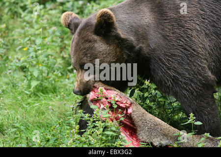 L'orso bruno (Ursus arctos), a piedi con un cinghiale nella sua bocca, Germania Foto Stock