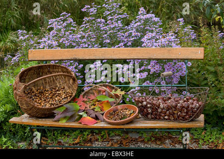 I frutti selvatici in cesti su una panchina da giardino, Germania Foto Stock