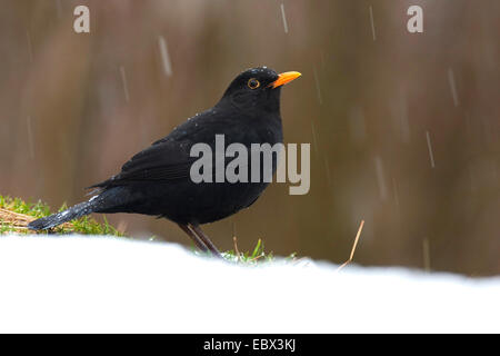 Merlo (Turdus merula), maschio seduto a terra a nevicata, in Germania, in Renania settentrionale-Vestfalia Foto Stock