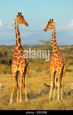 Giraffe reticolate (Giraffa camelopardalis reticulata), due giraffe nel paesaggio del nord del Kenya nella luce della sera, Kenya, Samburu Riserva nazionale Foto Stock