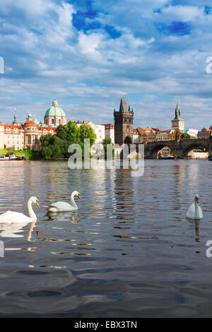 Cigni con sfondo di Charles Bridge Foto Stock