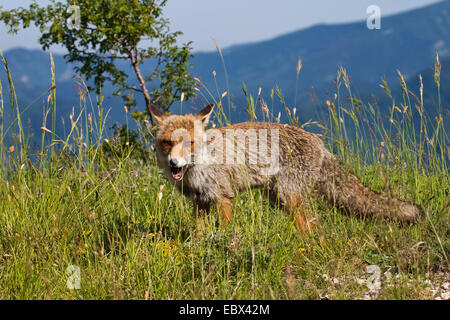 Volpe Rossa (Vulpes vulpes) animale selvatico che vive sui Monti Sibillini