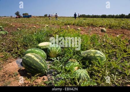 Acqua (melone Citrullus lanatus), melonfield, Grecia, Peloponnes Foto Stock