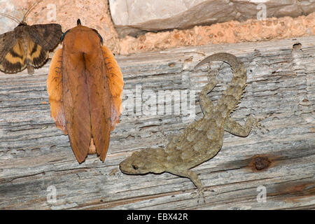 Kotschy's gecko (Mediodactylus kotschyi, Cyrtodactylus kotschyi), con falda , Gastropacha quercifolia, Grecia, Peloponnes Foto Stock