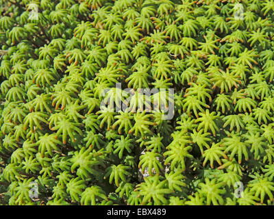 Liverwort (Marchantia polymorpha), gametofori di piante maschili, GERMANIA Baden-Wuerttemberg Foto Stock