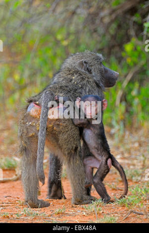 Chacma babbuino, anubius babbuino, oliva babbuino (Papio ursinus, Papio cynocephalus ursinus), timoroso pup fermi in pelliccia di sua madre, Kenya, Samburu Riserva nazionale Foto Stock