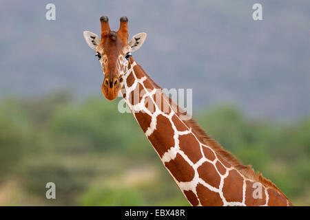 Giraffe reticolate (Giraffa camelopardalis reticulata), il ritratto di una giraffa, Kenya, Samburu Riserva nazionale Foto Stock