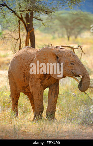 Elefante africano (Loxodonta africana), sui mangimi a Savannah, Kenya, Samburu Riserva nazionale Foto Stock