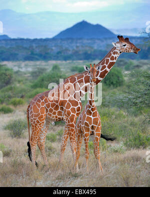 Giraffe reticolate (Giraffa camelopardalis reticulata), maschio e pup nel paesaggio del nord del Kenya, Kenya, Samburu Riserva nazionale Foto Stock