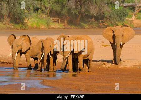 Elefante africano (Loxodonta africana), allevamento bevande in un fiume, Kenya, Samburu Riserva nazionale Foto Stock