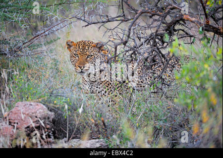 Leopard (Panthera pardus), fissaggio maschio nella macchia, Kenya, Samburu Riserva nazionale Foto Stock