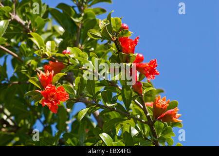 Melograno, anar (Punica granatum), fioritura, Grecia Foto Stock