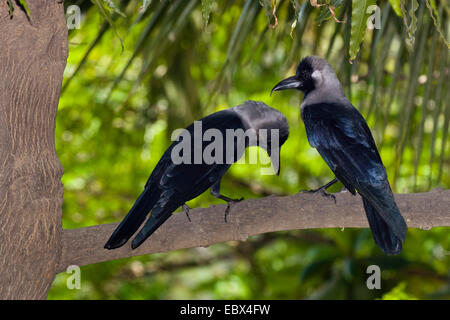 Casa crow (Corvus splendens), coppia, India Chennai Foto Stock