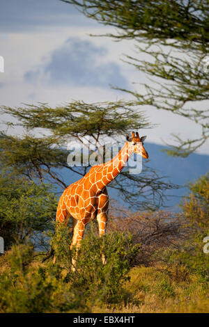 Giraffe reticolate (Giraffa camelopardalis reticulata), maschio nella luce del mattino, Kenya, Samburu Riserva nazionale Foto Stock