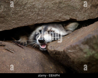 Procione comune (Procione lotor), accordi di peering tra rocce minaccioso, Germania Foto Stock