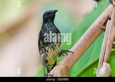 Philippine glossy starling (Aplonis panayensis), individuo giovane, India, Isole Andaman Foto Stock