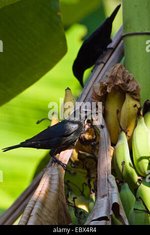 Philippine glossy starling, Asian Glossy Starling (Aplonis panayensis), Adulto alimentazione sulla banana, India, Isole Andaman Foto Stock