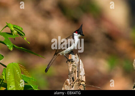 Rosso-whiskered bulbul (Pycnonotus jocosus), seduto su un ramo, India, Isole Andaman Foto Stock