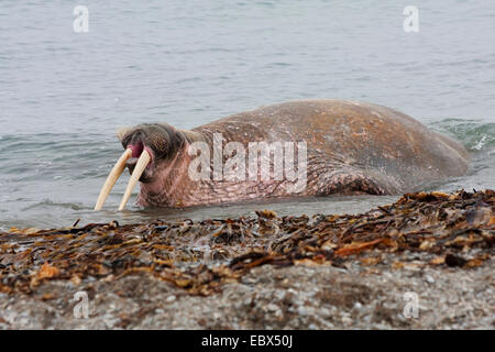 Tricheco (Odobenus rosmarus), sbadigli maschio in semplice acqua, Norvegia Isole Svalbard, Forlandsundet Poolepynten Foto Stock