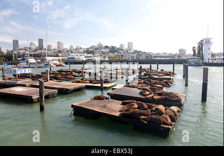 Californian Sea Lion (Zalophus californianus), a prendere il sole sul Molo 29 a San Francisco, Stati Uniti d'America, California, Fisherman's Wharf di San Francisco Foto Stock