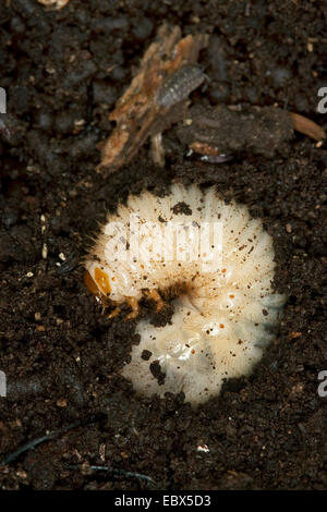 Eremita beetle (Osmoderma eremita), larva fragile in legno di quercia, Germania Foto Stock