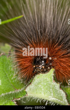 Giardino tiger (Arctia caja), Caterpillar alimentazione su una foglia, Germania Foto Stock