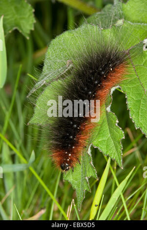 Giardino tiger (Arctia caja), Caterpillar seduto su una foglia, Germania Foto Stock