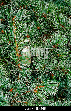 Bianco giapponese pine (Pinus parviflora), il ramo con un cono Foto Stock