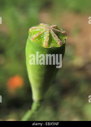 A lungo guidato il papavero, campo papavero (Papaver dubium, Papaver dubium ssp. dubium), nave immaturi, in Germania, in Renania settentrionale-Vestfalia Foto Stock