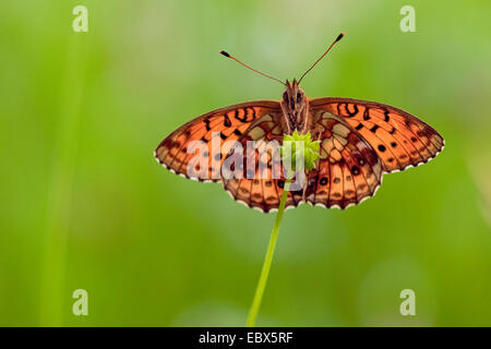 Minore fritillary in marmo (Brenthis ino), seduti a un ranuncolo, in Germania, in Renania Palatinato Foto Stock