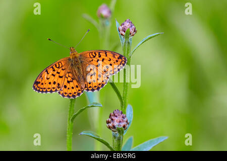 Minore fritillary in marmo (Brenthis ino), seduti a Centaurea pratensis, in Germania, in Renania Palatinato Foto Stock