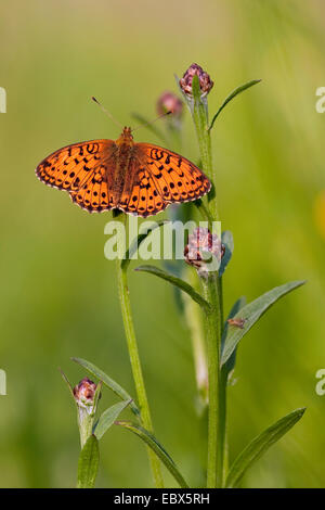 Minore fritillary in marmo (Brenthis ino), seduti a Centaurea pratensis, in Germania, in Renania Palatinato Foto Stock