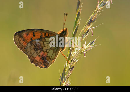 Minore fritillary in marmo (Brenthis ino), seduta a una lama per erba, in Germania, in Renania Palatinato Foto Stock