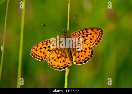 Minore fritillary in marmo (Brenthis ino), seduta a una lama per erba, in Germania, in Renania Palatinato Foto Stock