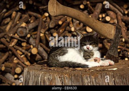 Giovani Cat posa accanto a un piccolo Ax incorporato in un legno blocco di trinciatura Foto Stock