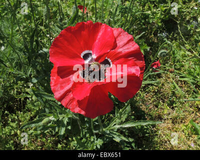 Comune di papavero, mais, papavero rosso papavero (Papaver rhoeas), fiore di nero e di bianco spot, Germania Foto Stock