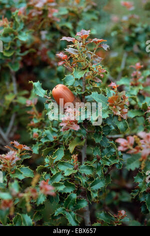 Il chermes quercia (Quercus coccifera), il ramo con acorn Foto Stock
