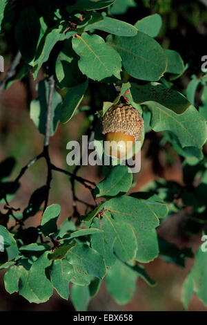 Quercus aucheri (Quercus aucheri), con acorn, Turchia Foto Stock
