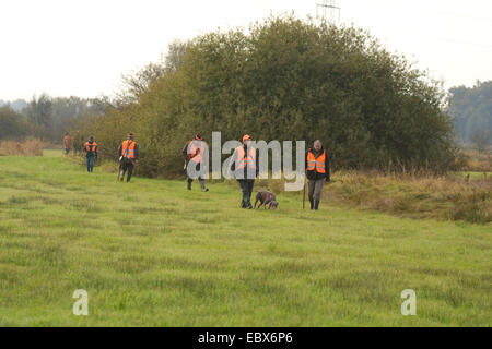 Weimaraner (Canis lupus f. familiaris), alcuni cacciatori con un cane da caccia a piedi a bordo di un prato prima di un battue in ottobre, Germania Foto Stock