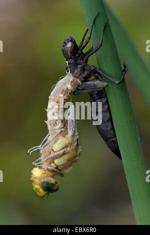 Blu-verde, darner aeshna sud, sud hawker (Aeshna cyanea), tratteggio in Germania, in Renania Palatinato Foto Stock